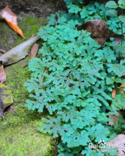 如何养殖草本植物翠云草？