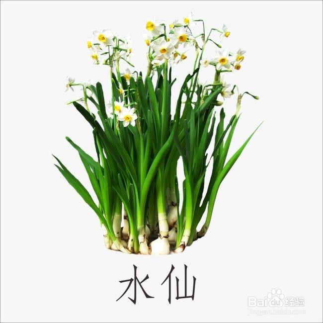水仙烂根怎么处理