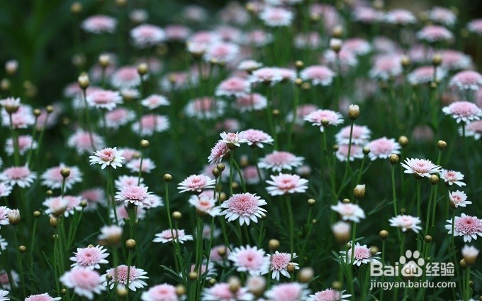 满天星盆栽怎么养