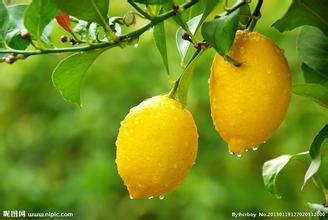 如何使用植物面膜祛痘更有效：[3]柠檬面膜