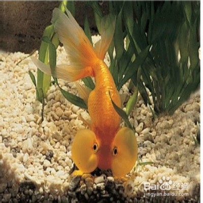 水泡眼金鱼要怎么养殖