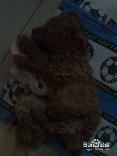 泰迪犬饲养方法及适合幼犬的食物