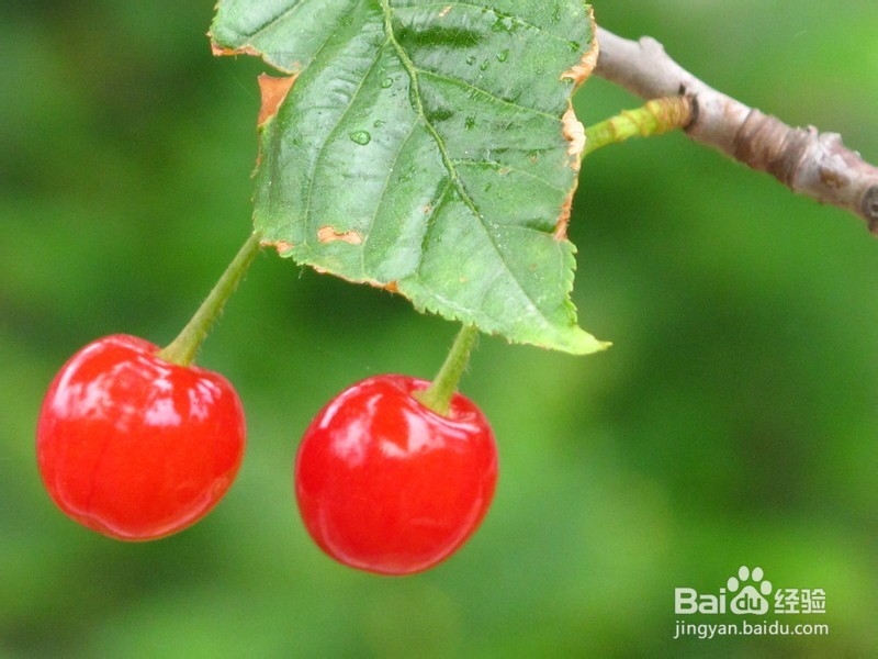 2013年青岛樱桃节旅游