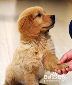 怎样训练狗狗坐下从不会到会的过程