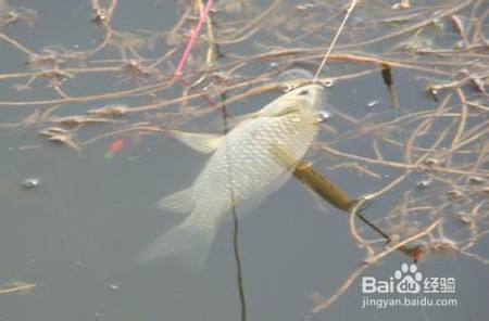 春天钓鲫鱼技巧