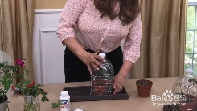 在家怎么栽种一盆美美的玫瑰？