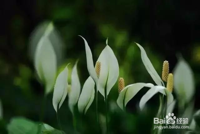 史上最全的吸毒植物.新房必备