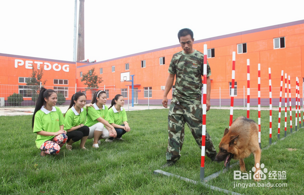 怎么训好一只狗狗
