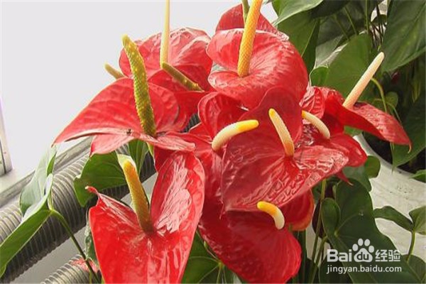 红掌的养殖方法和注意事项都有什么?