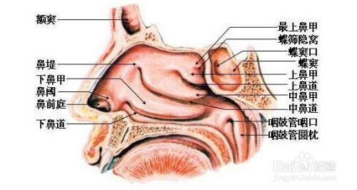 鼻前庭炎的预防方法 百度经验
