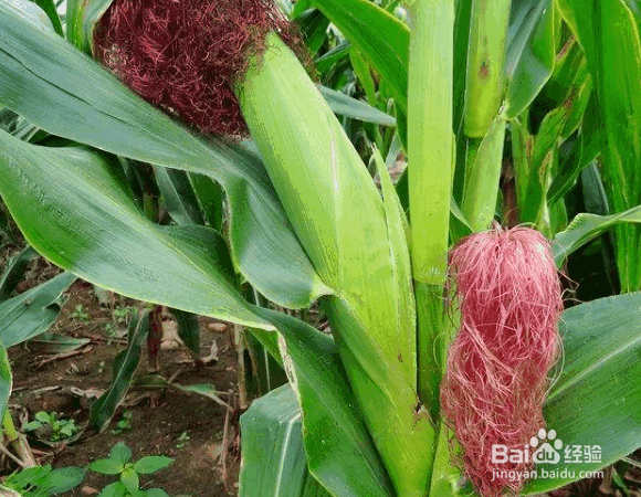 玉米晚收的好处及注意事项