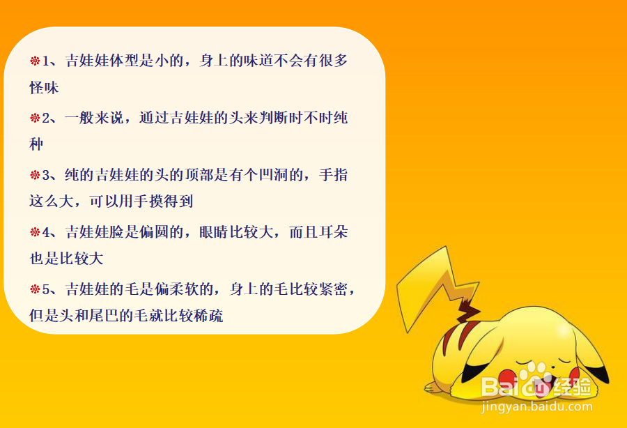 吉娃娃怎么看纯不纯