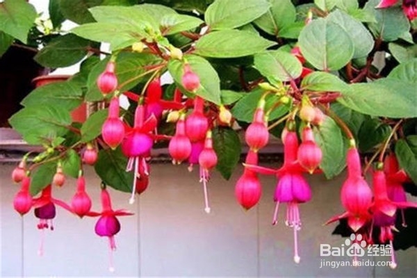 倒挂金钟的养殖方法和注意事项有哪些?