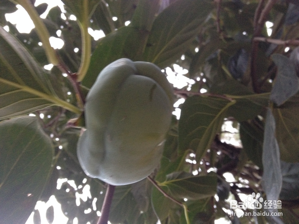 磨盘柿子长什么样
