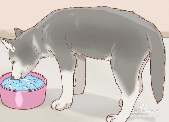 如何治疗中暑的爱犬