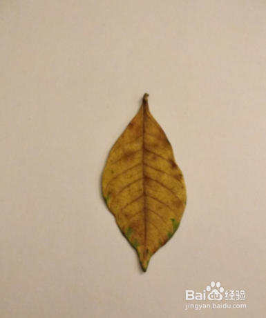 树叶秋景图的制作