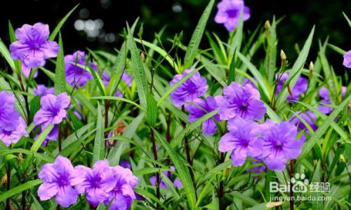 怎么养兰花草 百度经验