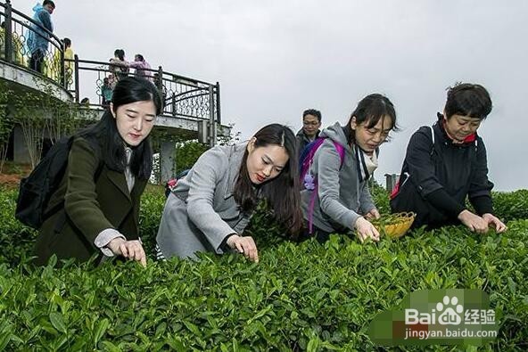 茶叶如何结合旅游