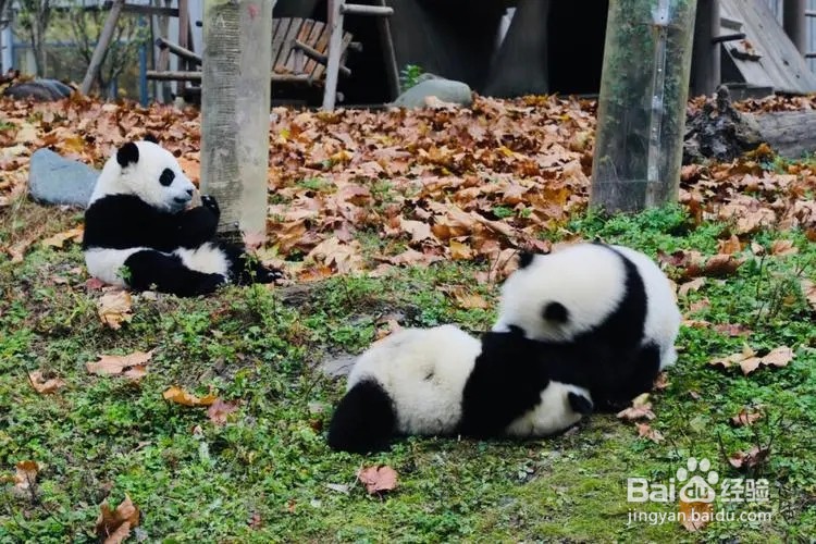 熊猫基地旅游攻略
