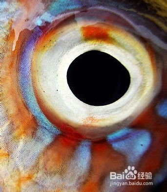 如何挑选新鲜的鱼以及吃鱼时应注意事项