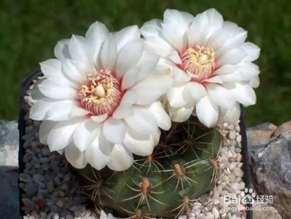 种植绯花玉仙人球的注意事项有哪些?