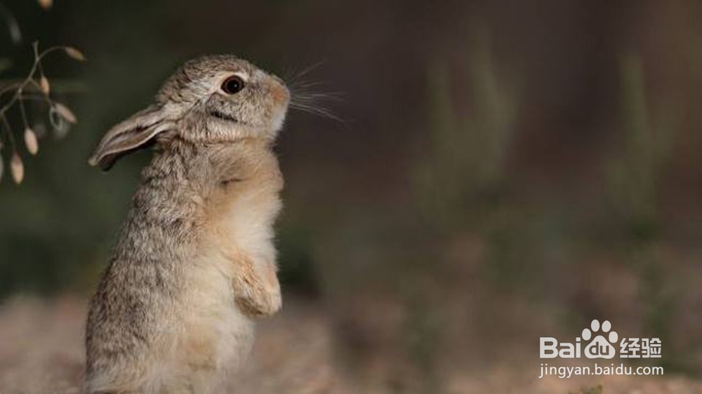 怎样找到野兔窝小野兔