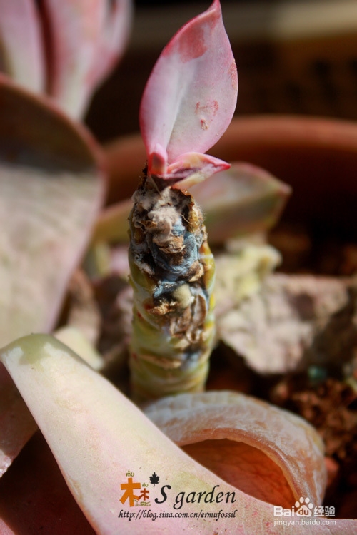 多肉植物日常养护窍门及疑难解答