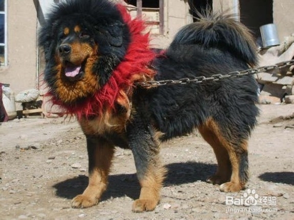 边境牧羊犬多少钱一只