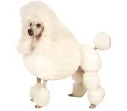 迷你贵宾怎么养