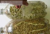 在家发豆芽的办法