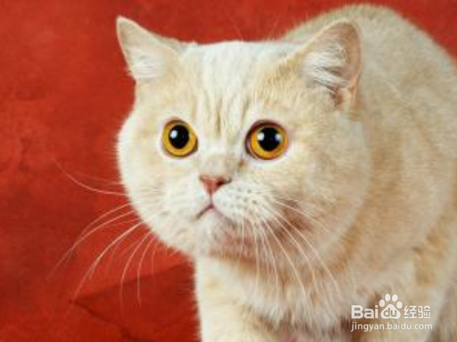如何从猫咪的胡须读懂猫咪的心理