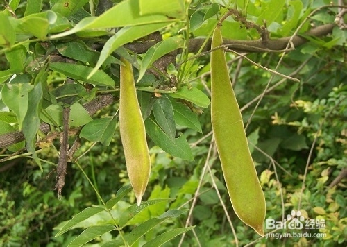 孕妈咪做家务需谨慎