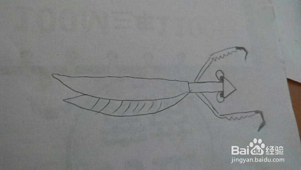 多妈简笔画一只螳螂