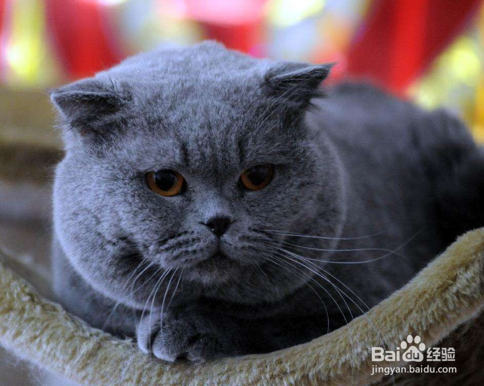 宠物猫吃海鲜的危害