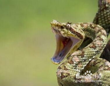 被毒蛇咬伤了怎么办？及时有效的处理技巧