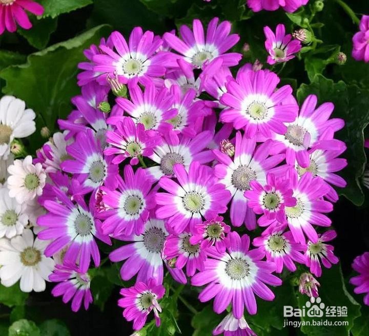 对于一个园艺小白来说，究竟该种什么花才好