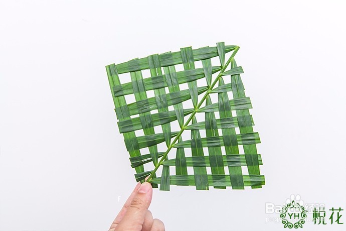 插花入门，散尾葵的5种创意修剪方式