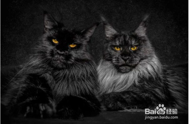 缅因猫拉肚子的原因及处理办法