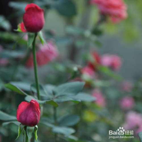 月季的移栽时间和方法有哪些?