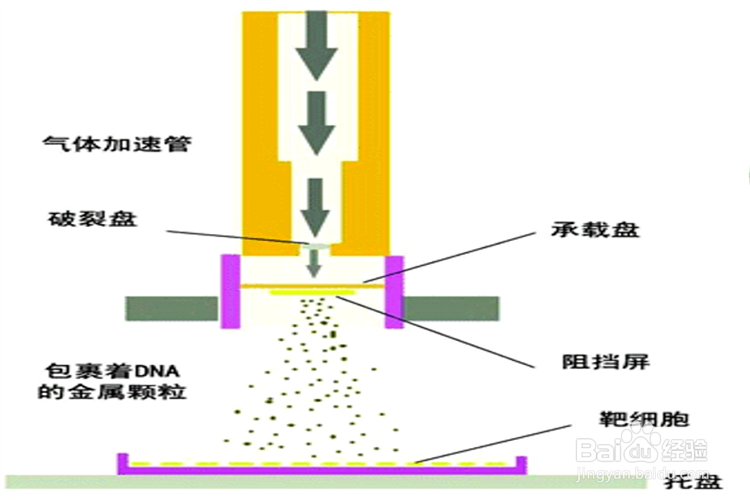 基因枪法图片