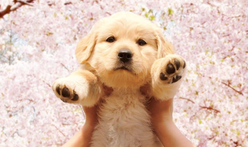 通过狗狗叫的声音可以判断它是饿了吗