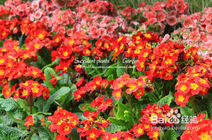 上海植物园（上）