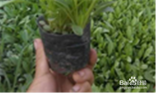 营养钵苗怎么种