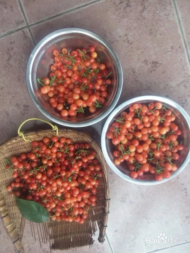 怎样在屋顶花园种植红樱桃