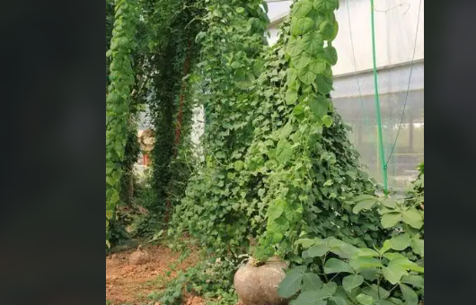 千金藤种植