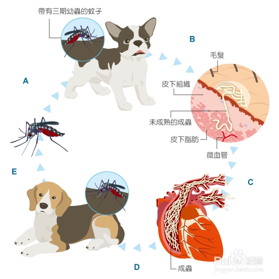 狗狗为什么会得心丝虫？