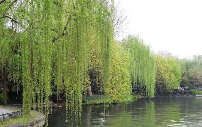 柳枝在风中飘动改成拟人句怎么写