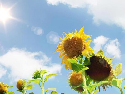 我爱你情话怎么说