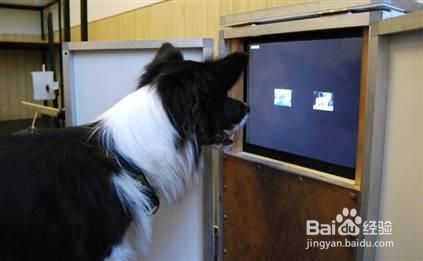 自然界智商最高的10大动物