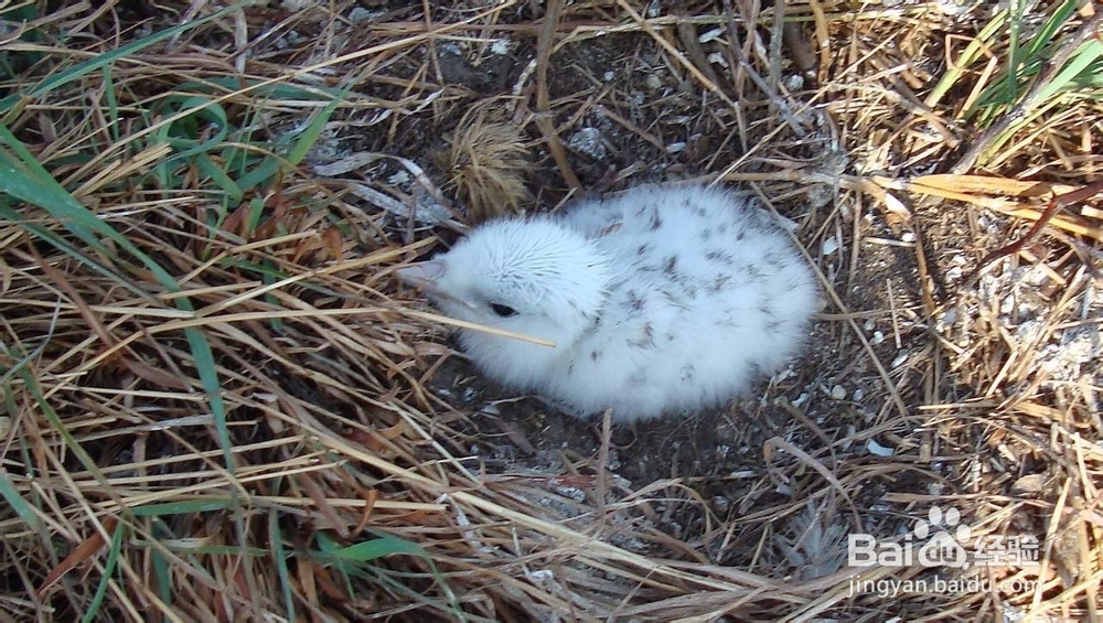 刚破壳的幼鸟怎么养